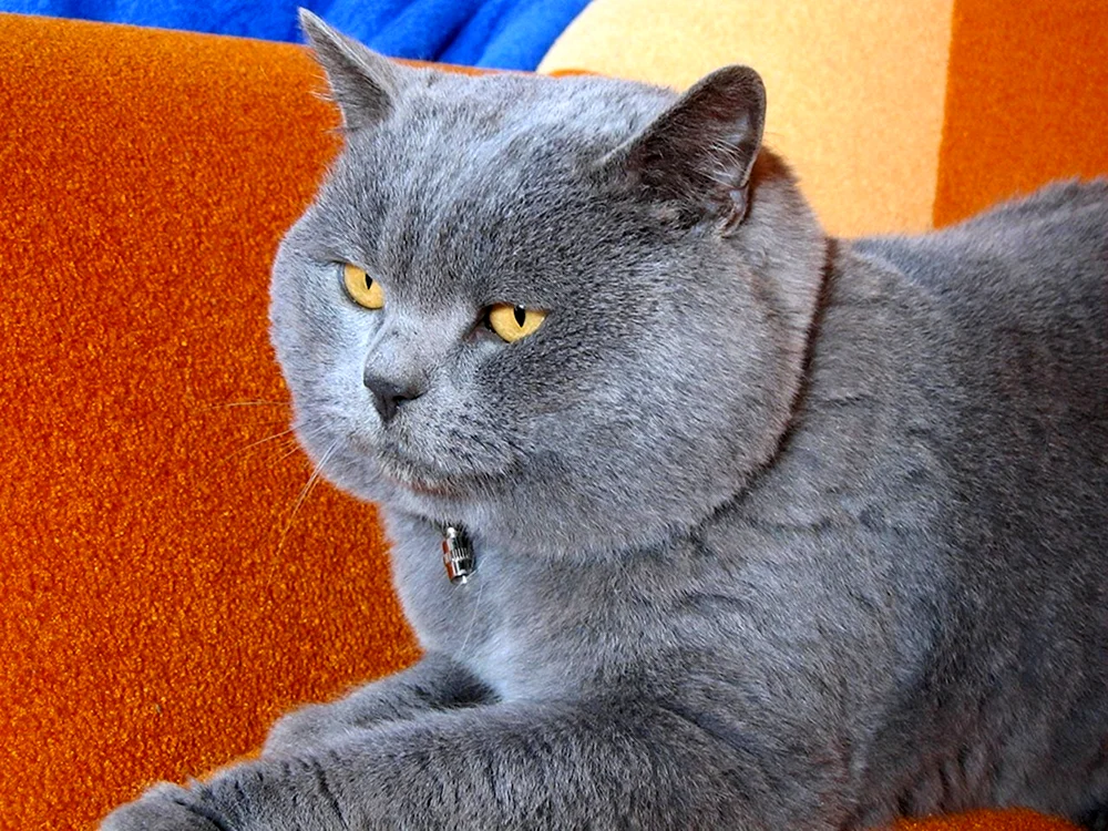 Schottisch Blaue Katze gerade grau