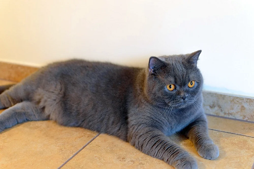 Scottish Blue cat straight-eared