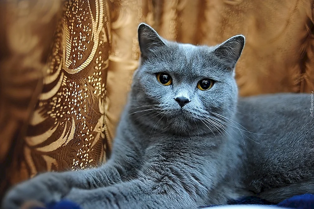 Scottish Blue cat straight-eared
