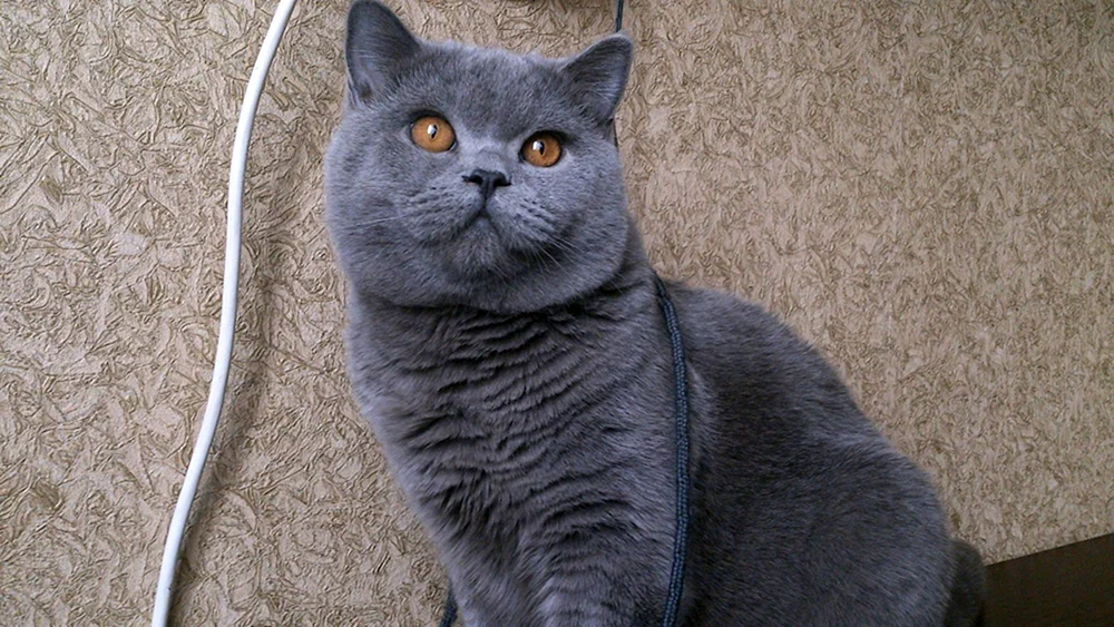 Schottisch Schottisch Straight Katze geradohrig britische Katze