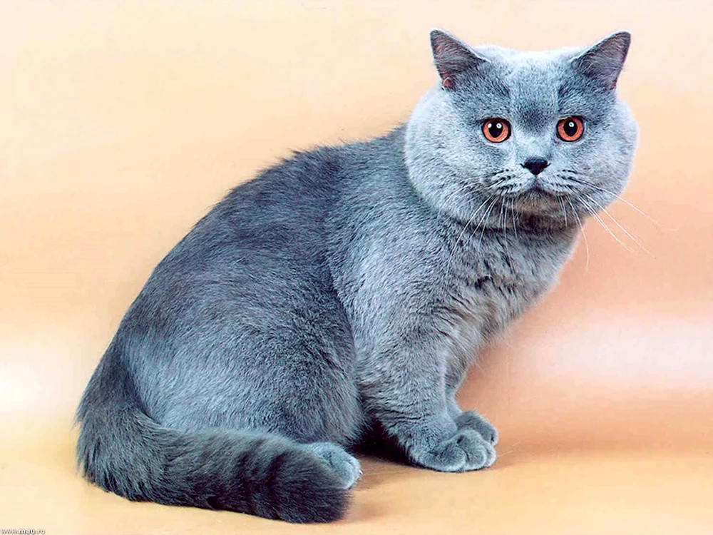 Britische Straight-Ohr Katze Katze