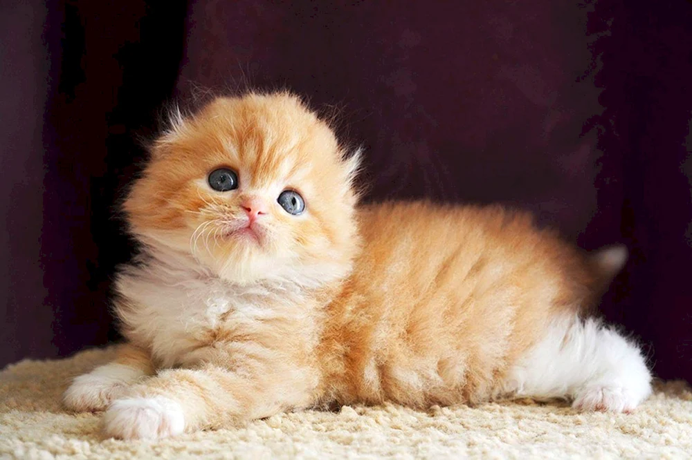 Schottische Lop Katze rot
