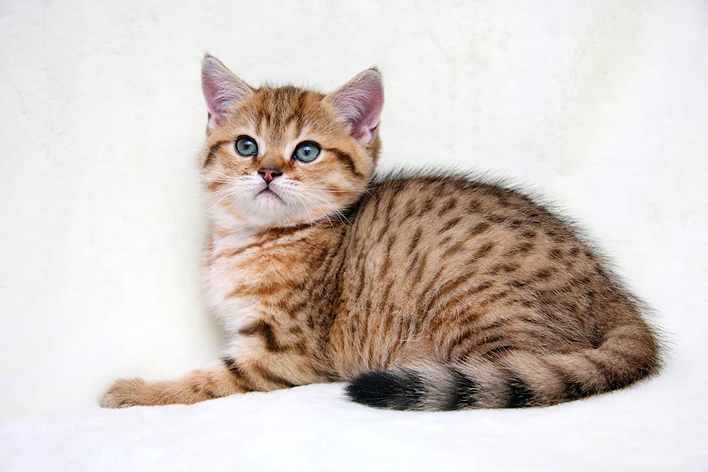 Schottisch Kurzhaar gestromt tabby