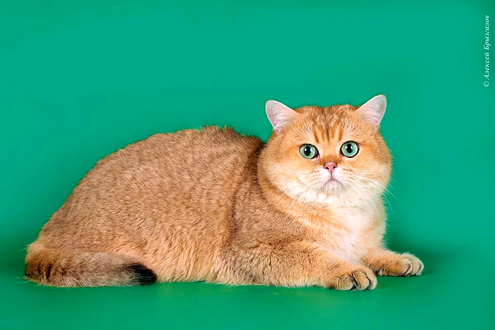 Britisch Kurzhaar Katze rot