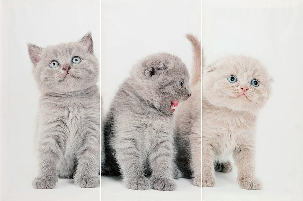 Schottische Katze und Briten Unterschied