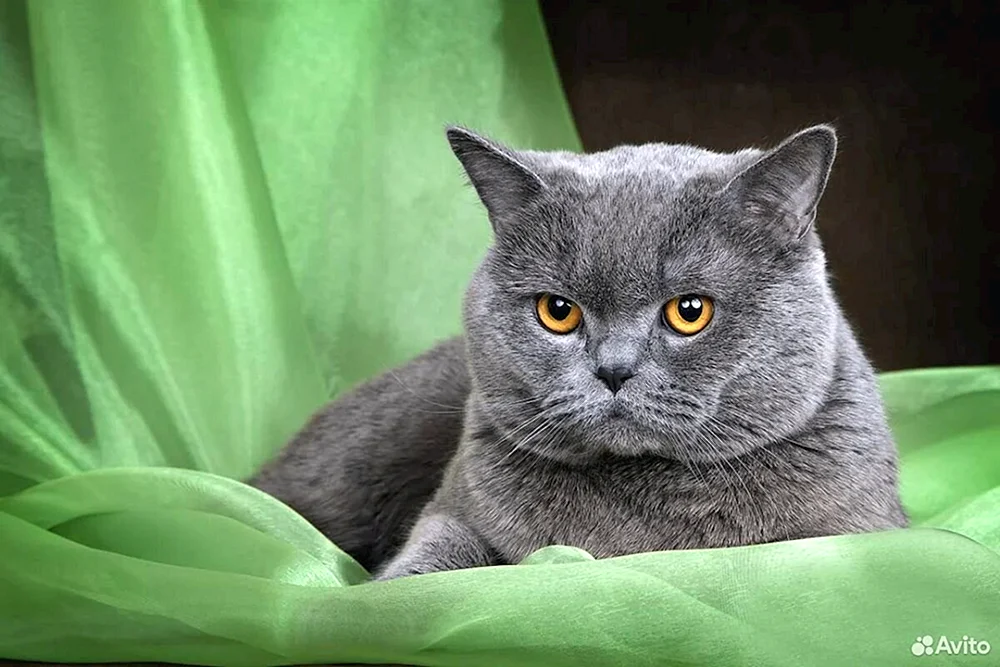 Schottische Katze geradeohrig