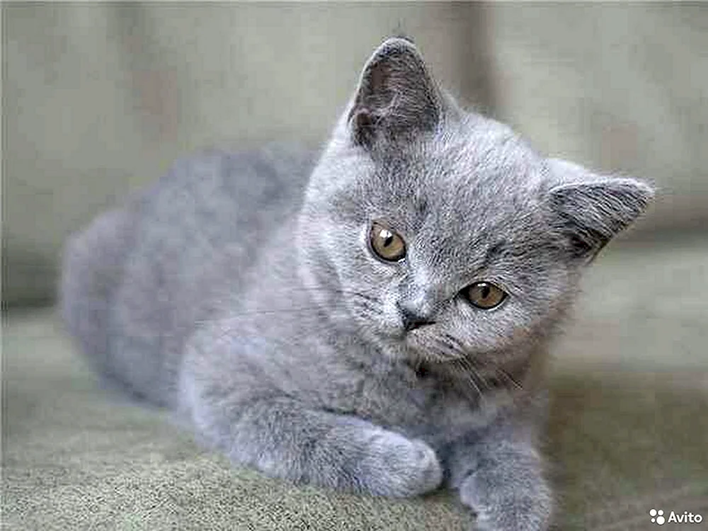 Schottisch Blaue Katze gerade grau