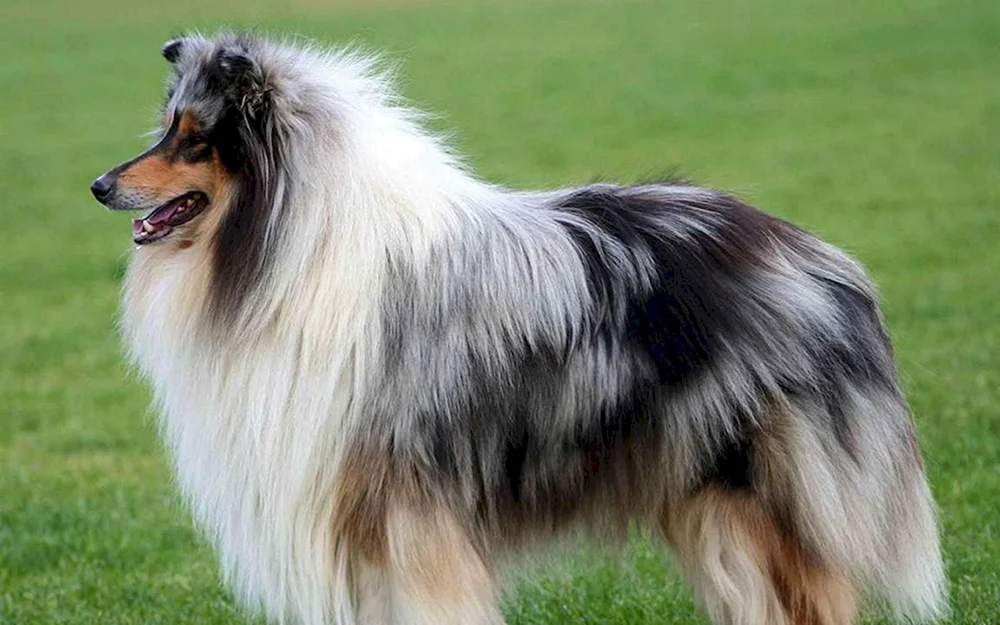 Schottischer Schäferhund Collie