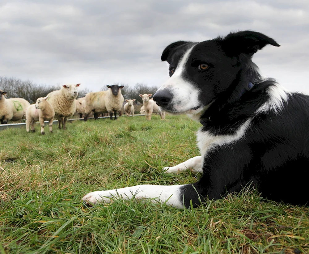 Schottischer Schäferhund Border Collie
