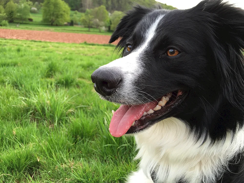 Schottischer Schäferhund Border Collie