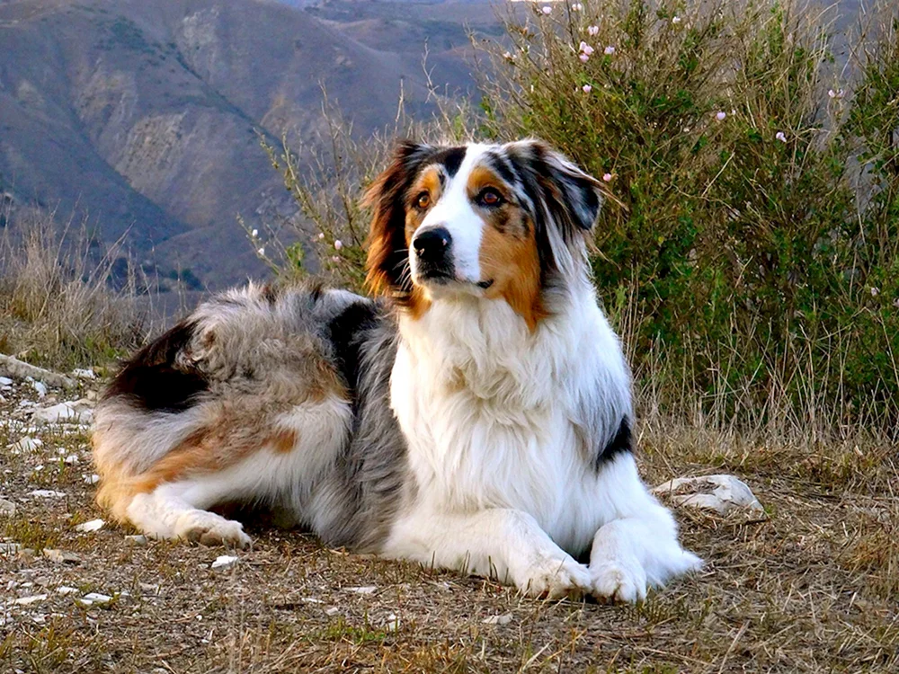 Schottischer Schäferhund