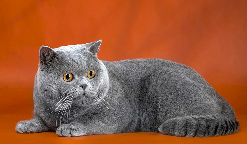 Schottisch Schottisch Scottish Straight Katze