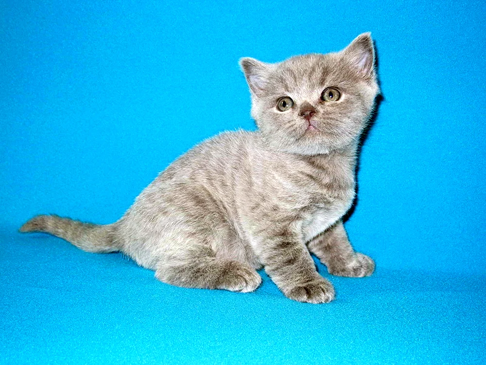Schottisch schottisch gerade Katze