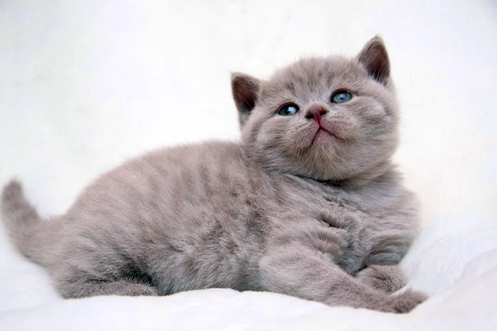 Scottish Straight-Eared Katze lilac