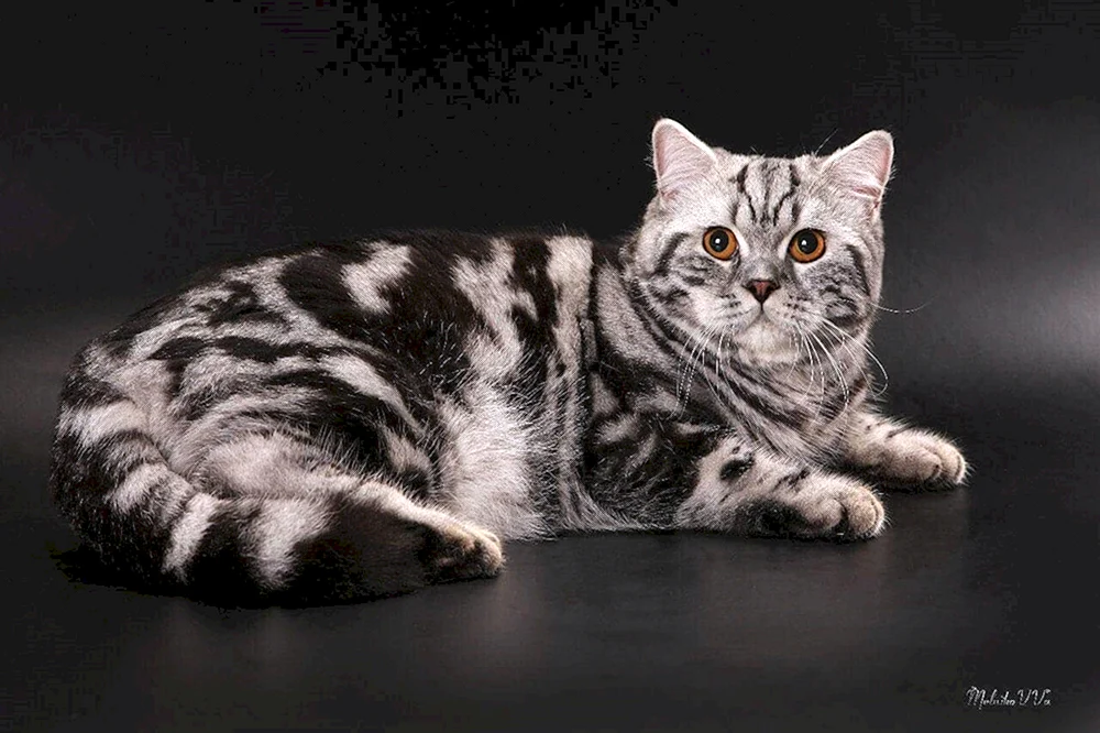 Tabby cat marmoriert gestreift