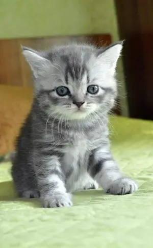 Scottish Straight Eared Kitten
