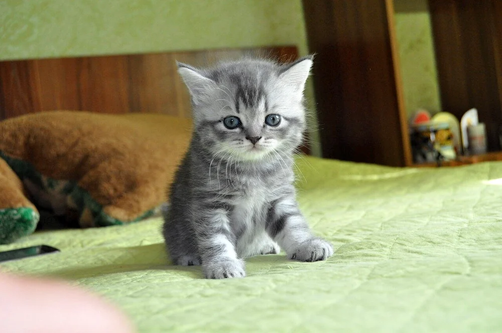 Scottish Straight Eared Kitten