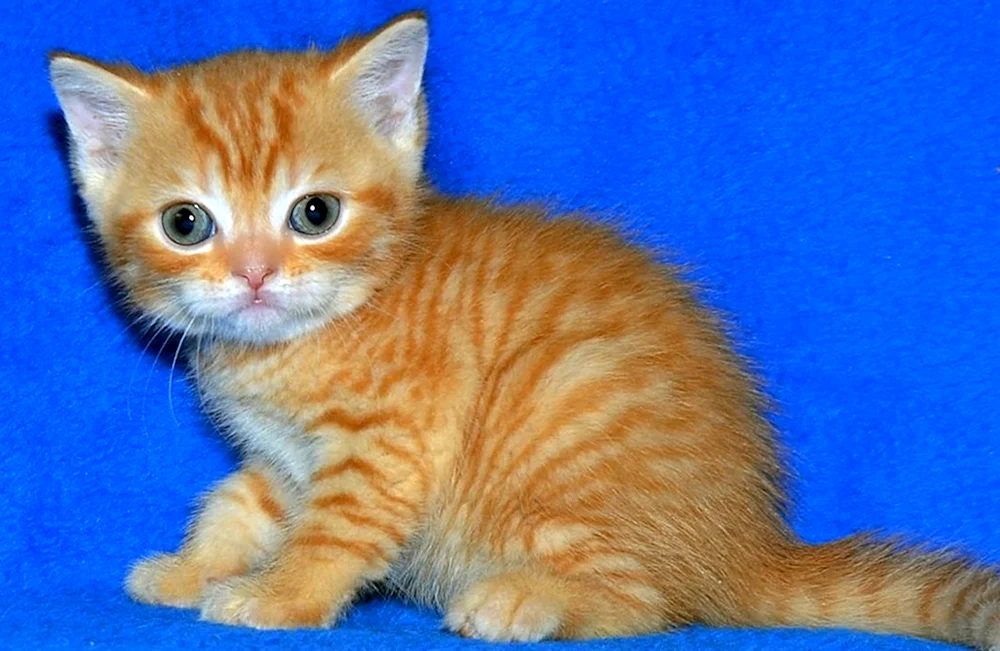 Scottish Lop cat bicolour