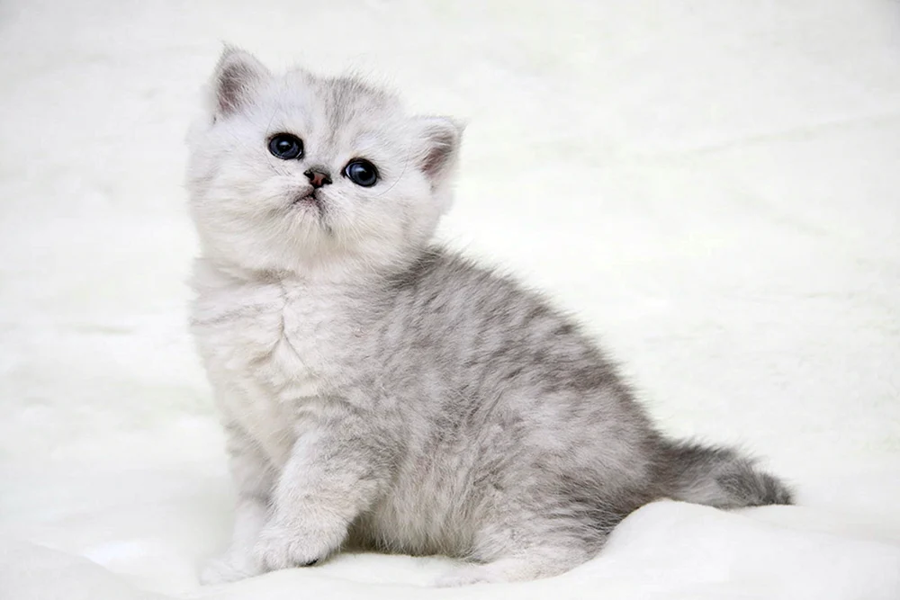 Schottisches Glatthaar Silberchinchilla Katze