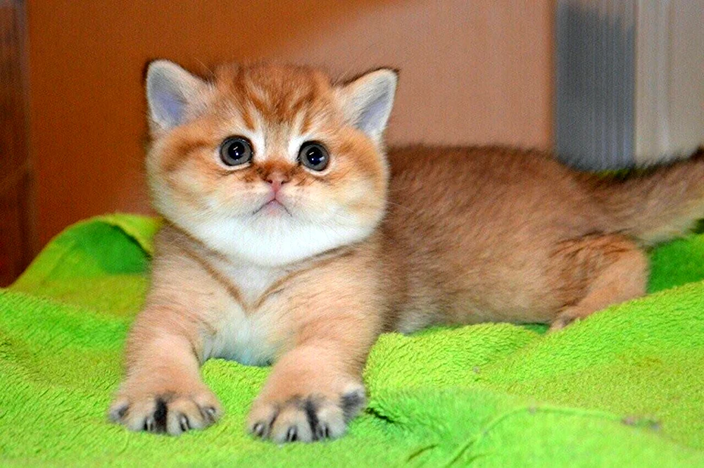 Goldenes Chinchilla Katze Schopfohrig