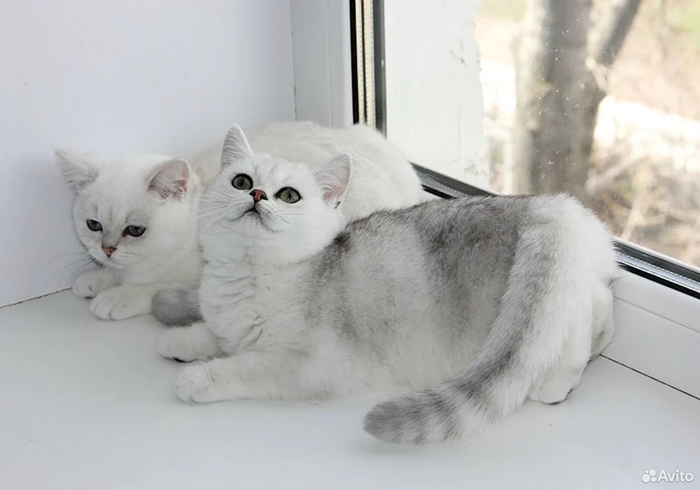 Schottische Silberchinchillakatze