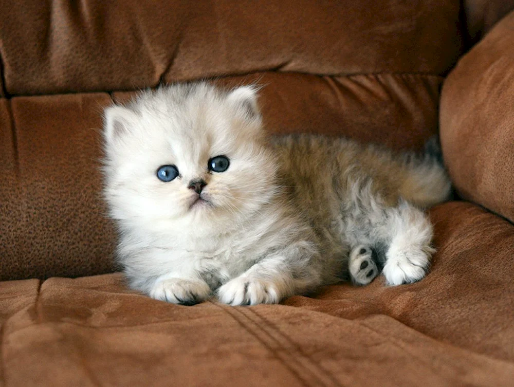 Britische Golden Chinchilla Langhaarkatze