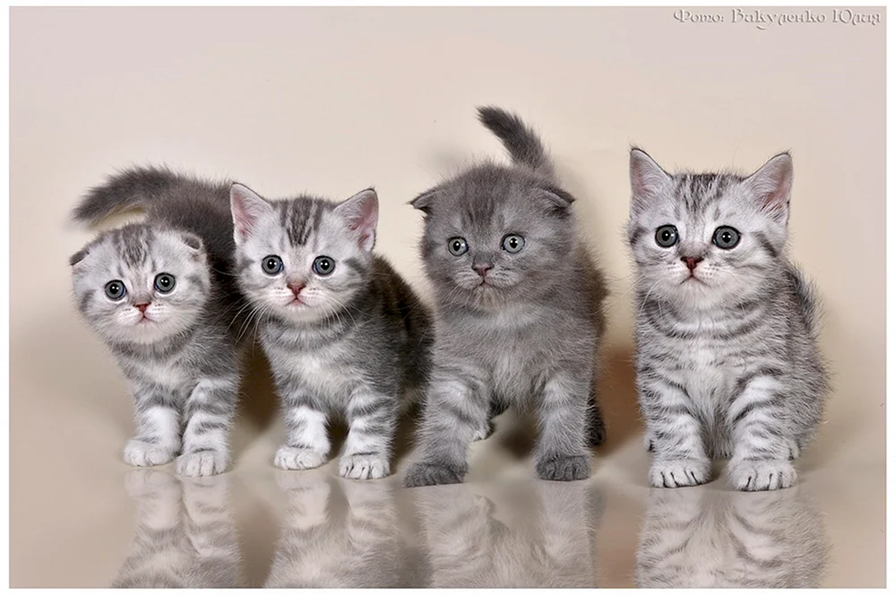 Schottisch schottisch schottisch gerade Katze