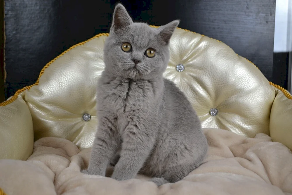 Schottisch schottisch gerade Katze