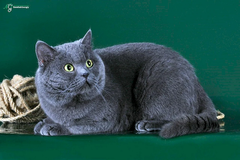 Britisch Kurzhaar Katze