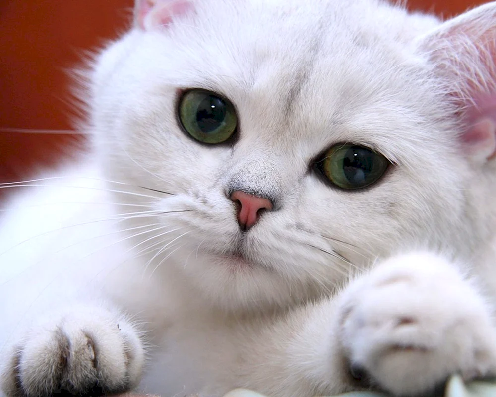 Scottish Lop Cat albino