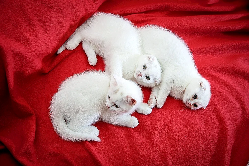 Schottische lop cat white