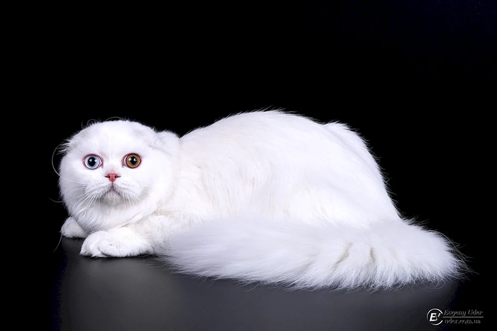 Scottish lop cat weiß