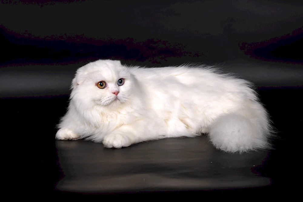 Schottische lop Katze
