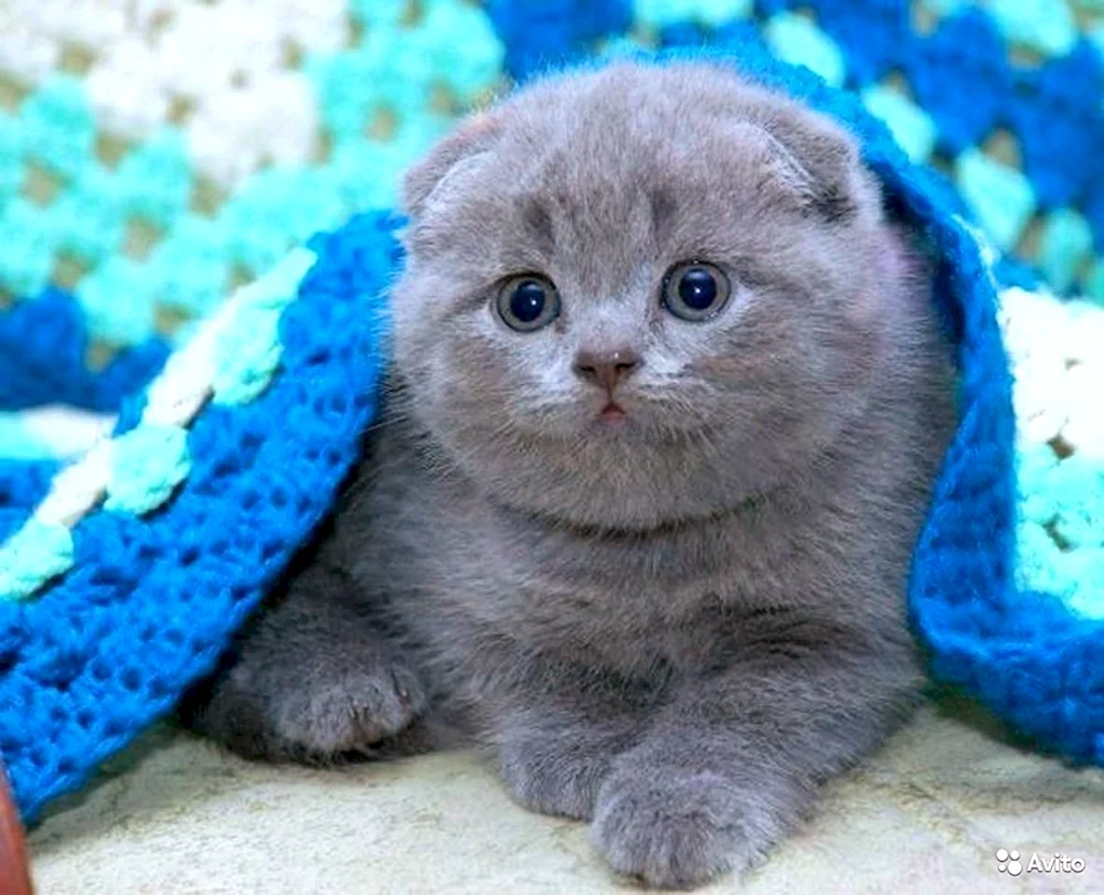 Schottische Fleckenkatze blau