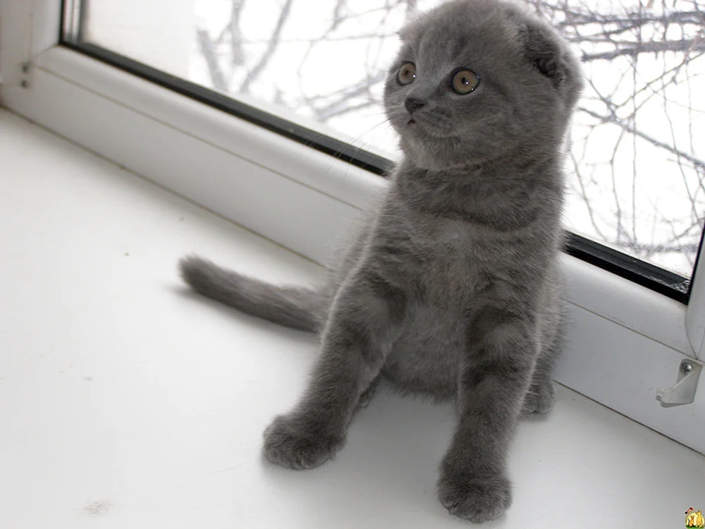 Schottische Lopohren blau Scottish Fold Schottenohren blau Schottische Schottenohren blau Schottische Schottenohren blau Schottische Schottenohren blau Britische Schottenohren blau Schottische- Scottish Fold Scottish cat blueGolden blue chinchilla Scottish lop