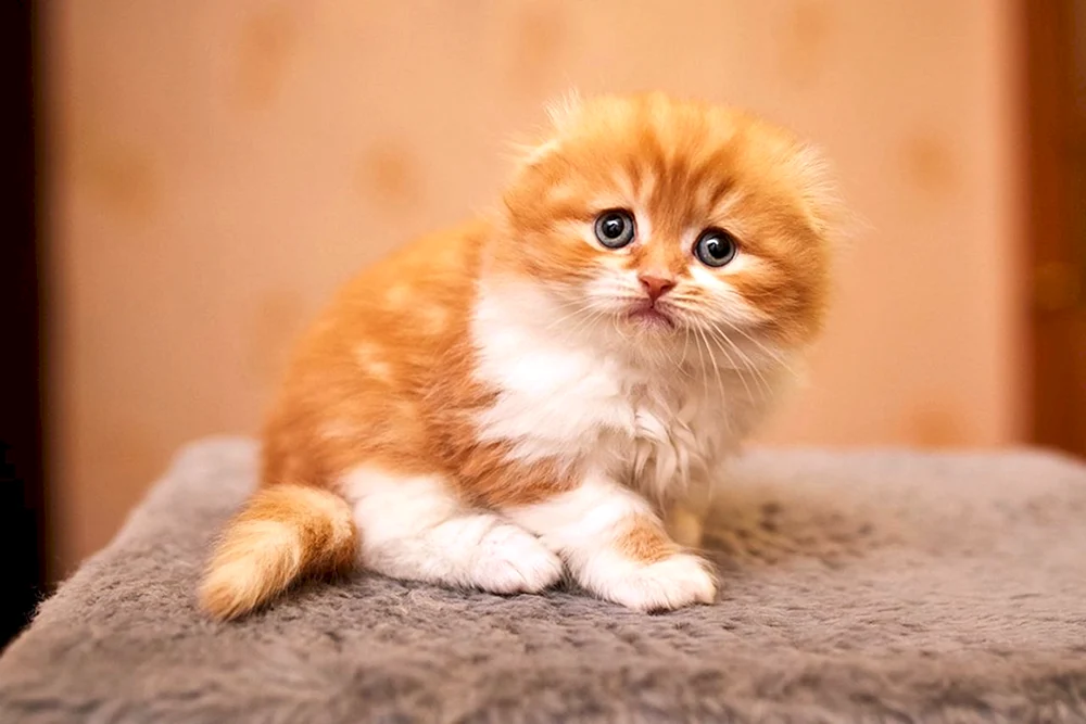 Schottische Falte Hosico