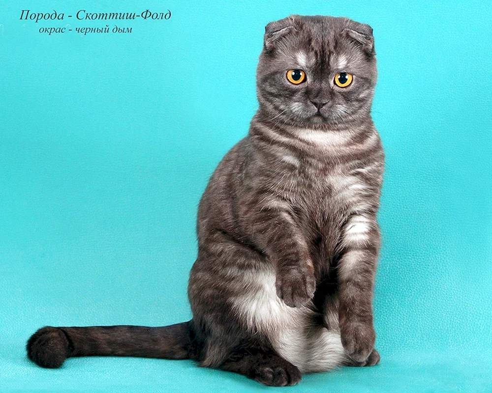 Scottish Foxhound Kurzhaar Scottish Fold Calico. Scottish Fold schottisch gestromte Katze