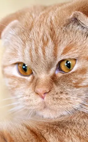 Scottish Lop Katze