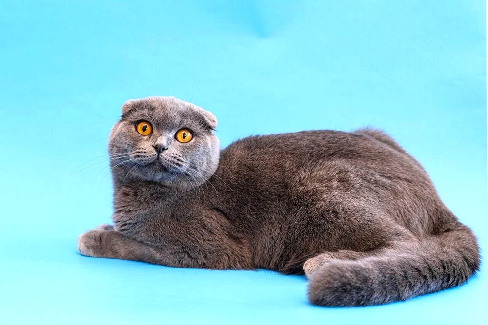 Schottisch Lop Katze