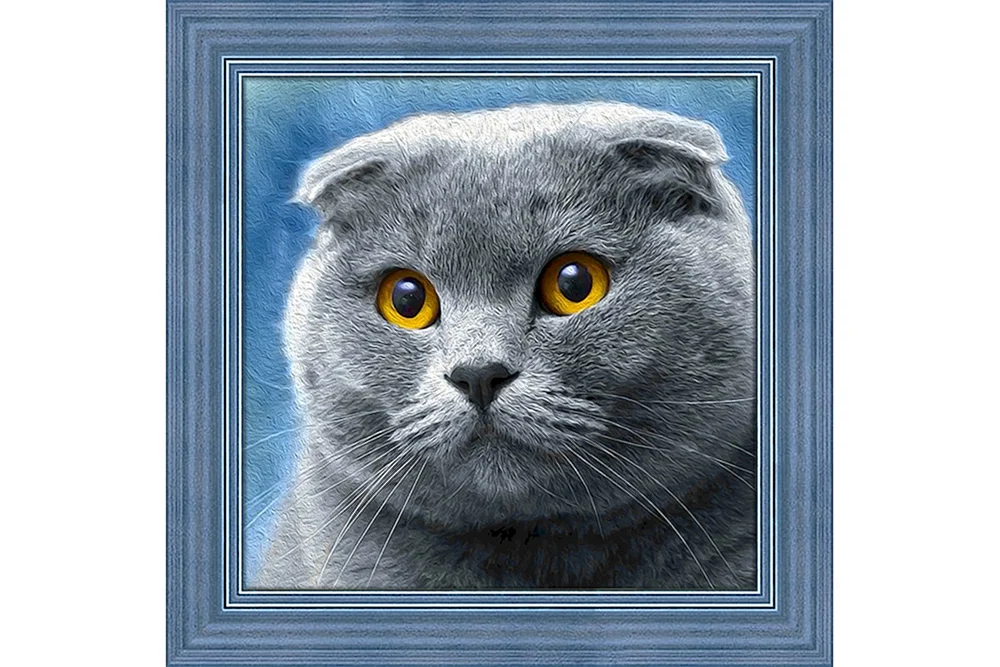 Schottische Schopf Katze