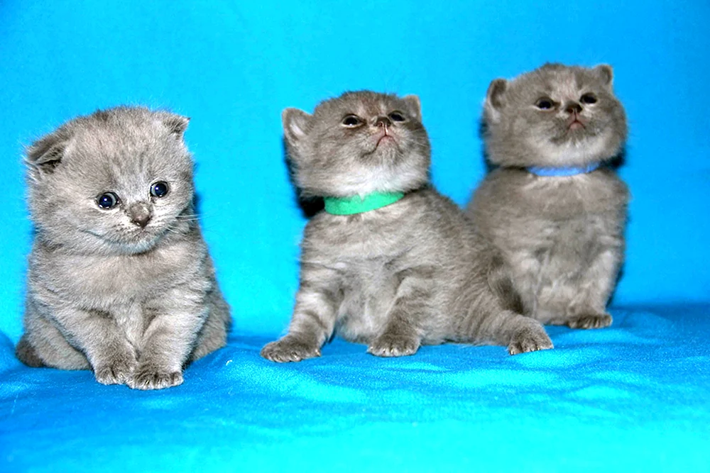 Schottische Schopfkatze métis. Scottish Fold