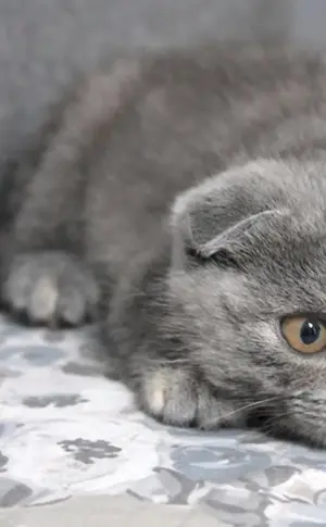 Schottische Lop-Katze