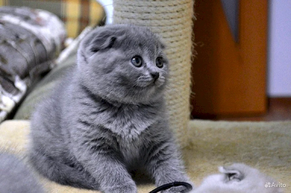 Schottische Schopfkatze weiß