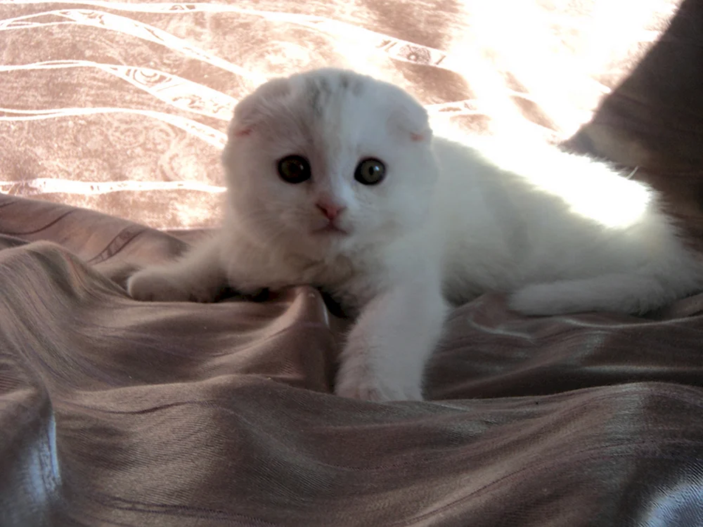 Schottische lop Katze weiß