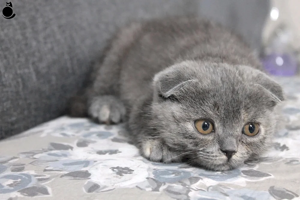 Schottische Fleckenkatze