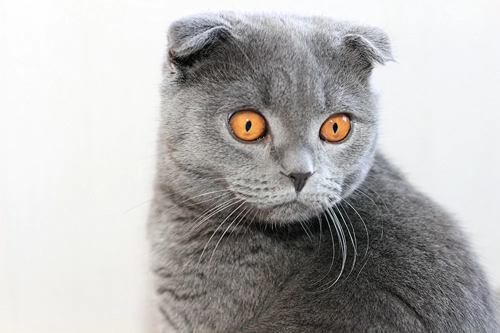 Schottische Fleckenkatze grau