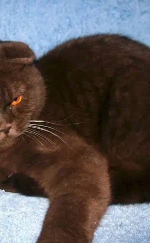 Scottish Lop Katze