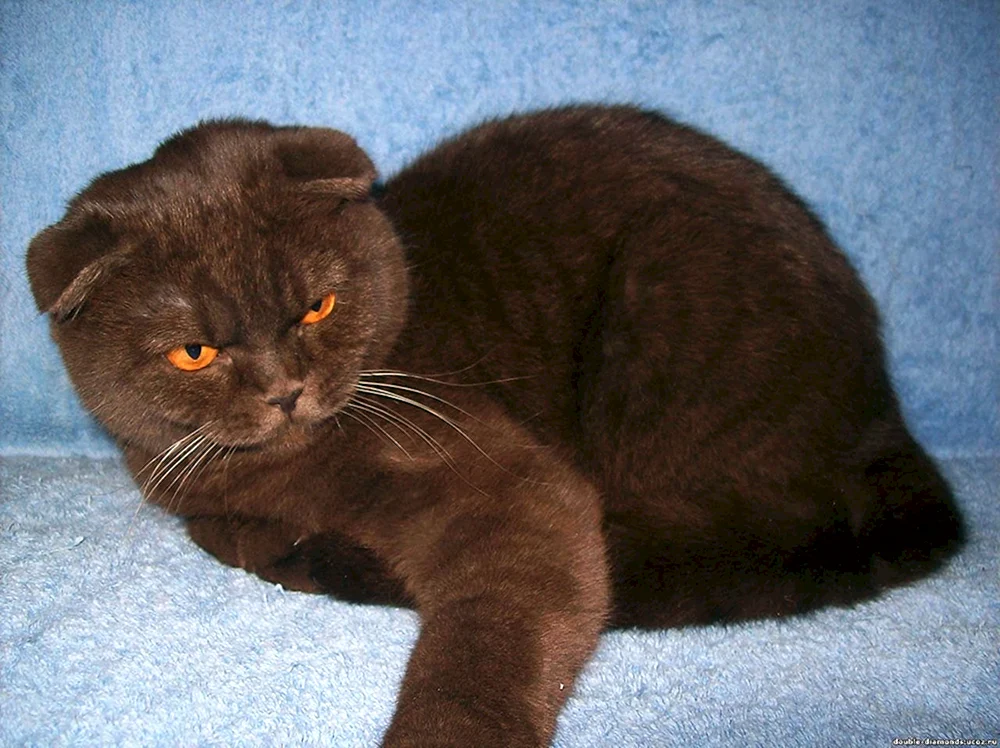 Scottish Lop Katze