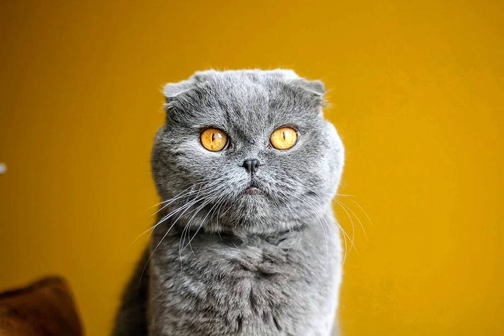 Britische lop cat Kätzchen