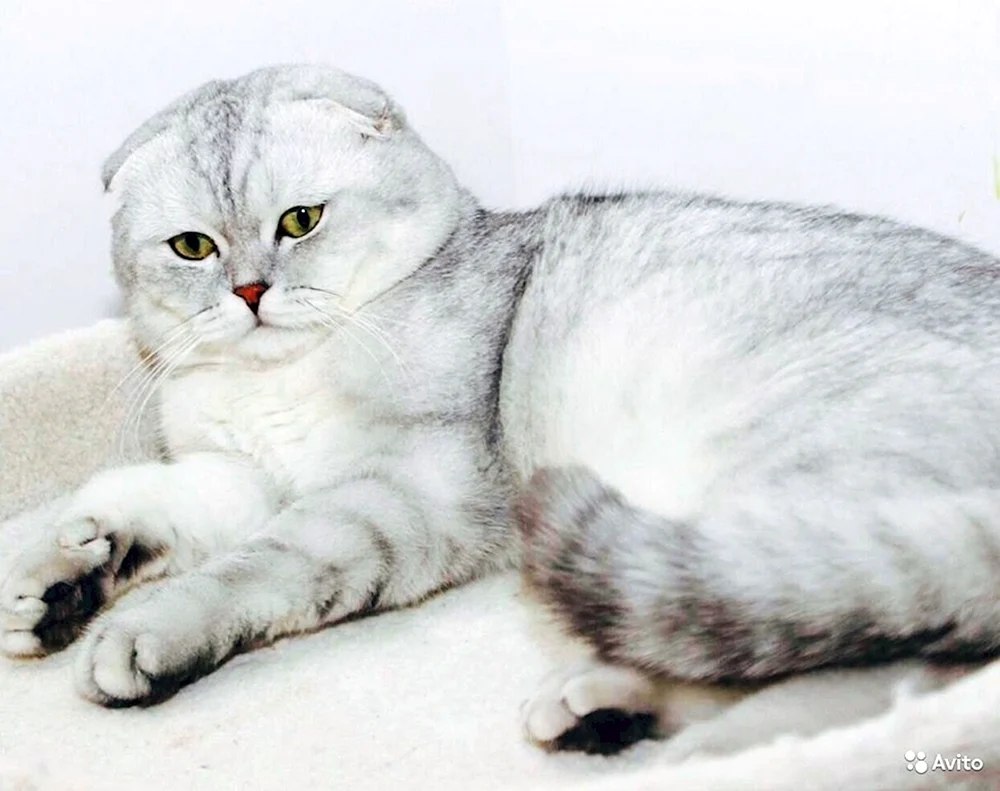 Schottische lop Katze weiß
